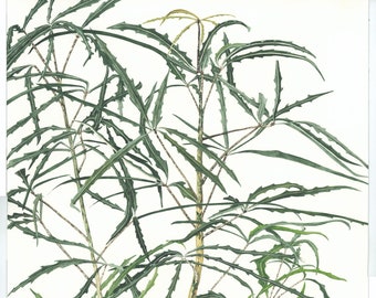 May include: Watercolor painting of a green plant with serrated leaves and thin stems. The plant is depicted against a white background. The painting is signed "Jane Taylor 2021" in the lower right corner and "John Francis Lyall 1921" in the lower left corner.