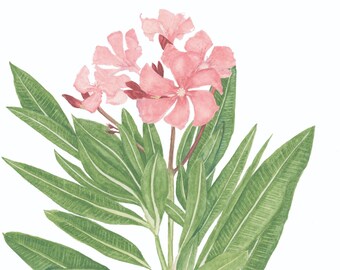 May include: Watercolor painting of a pink oleander flower with green leaves. The painting is signed "JP Taylor Aug 2020" and labeled "Oleander".