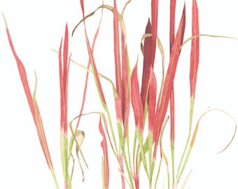 Blood Grass | Botanical Watercolour Print