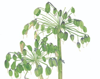 May include: Watercolor painting of two green Agapanthus flower stalks with seed pods. The painting is signed "Agapanthus Aug 2020 JP Taylor".