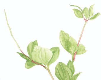May include: A watercolor painting of a houseplant with green leaves and a long, thin flower stalk. The plant is in a colorful, speckled ceramic pot. The painting is signed "J.P. Taylor 2020" and titled "Dream roll for the old houseplant".