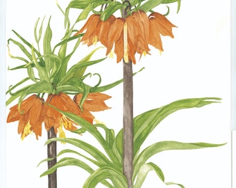 May include: Watercolor painting of two orange Crown Imperial flowers with green foliage. The flowers have downward-facing, bell-shaped blooms and tall, brown stems. The painting is on white paper.