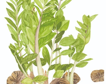 May include: Watercolor painting of a Zamioculcas plant with green leaves and brown stems. The plant is surrounded by brown seeds. The painting is signed "Zamioculcas J.P. Taylor 2020".