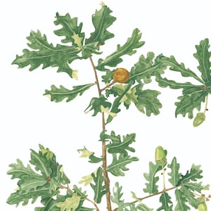 Oak Twig | Botanical Watercolour Print