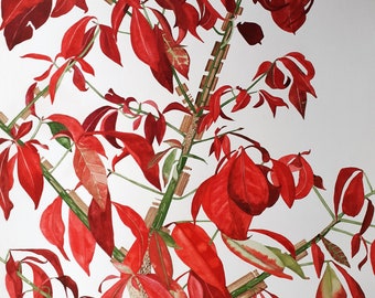 May include: Watercolor painting of a red-leaved plant with green stems and brown branches. The plant is called "Euonymus Alata" and is signed "J.P. Taylor".