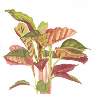 Calathea | Botanical Watercolour Print