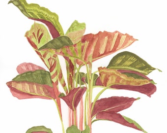 May include: Watercolor painting of a Calathea plant with green, red, and yellow striped leaves. The painting is signed "Calathea June 2020 J.F.Taylor".