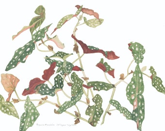 May include: Watercolor painting of a Begonia maculata plant with green leaves with white spots and red undersides. The plant is depicted with stems and buds.