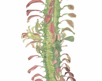 May include: Watercolor painting of an African Milk Tree, also known as Euphorbia trigona rubra. The plant has a green stem with red-brown leaves and thorns.