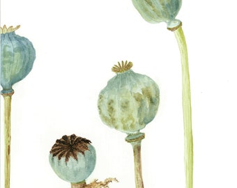 May include: Watercolor painting of three poppy seed heads with green stems against a white background. The painting is titled "Poppyheads" and signed "JP Taylor June 2020".