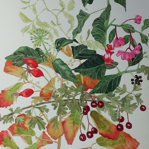 Winter Hedgerow | Botanical Watercolour Print