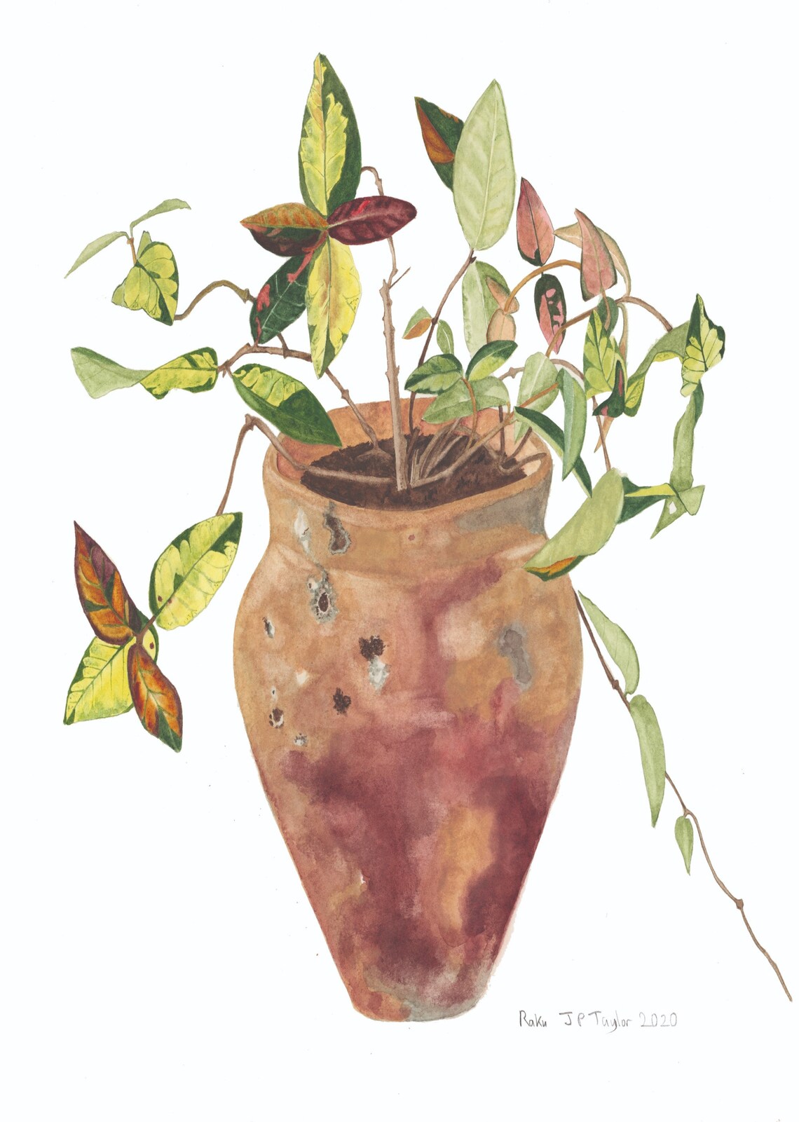 Raku Botanical Watercolour Print - Etsy Ireland