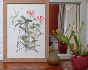 May include: A framed botanical illustration of a climbing plant with red and yellow flowers growing up a trellis. The plant is depicted in a watercolor style.