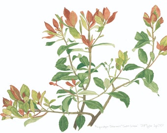 May include: Watercolor painting of a branch of a plant with green and red leaves. The plant is labeled "Photinia x  Dessertii 'Red Robin'" and "J.P.Taylor Sept. 2020".