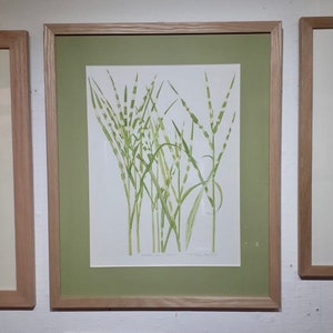 Miscanthus | Botanical Watercolour Print