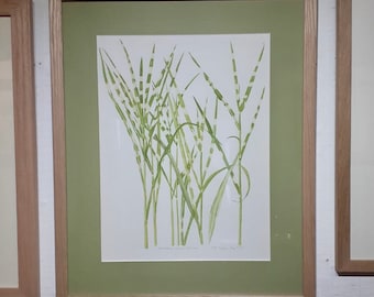 May include: A framed botanical illustration of a green plant with white stripes on the leaves. The illustration is titled "Arundinaria  tecta" and signed "J.F.  Cullen  May 1991".
