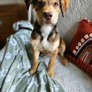 May include: A brown and white puppy dog sitting on a green blanket with white paw prints and the name "Dixie" written on it. The dog is looking directly at the camera.