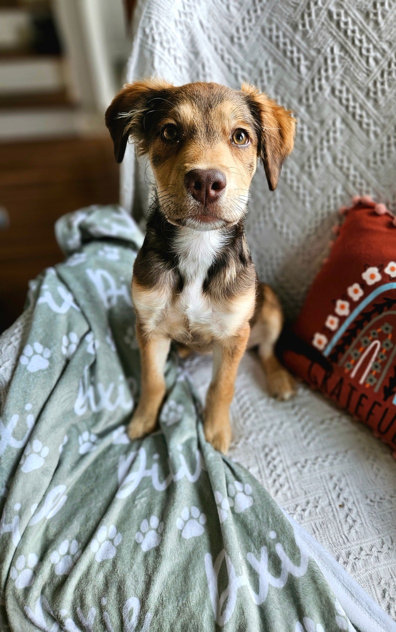 May include: A brown and white puppy dog sitting on a green blanket with white paw prints and the name "Dixie" written on it. The dog is looking directly at the camera.