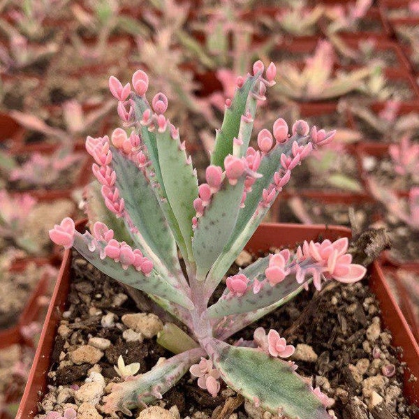 Pink Mother of Millions in 2" and 4" pot/Variegated Kalachoe Delagoensis,"Pink Butterflies"/Mother of Thousands/Kalanchoe Butterflies