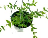 Hoya Lanceolata Bella in Rooted, 4 quot and 6 quot Pot- Live Plant- Very Rare Plant, EverGreen House plant,