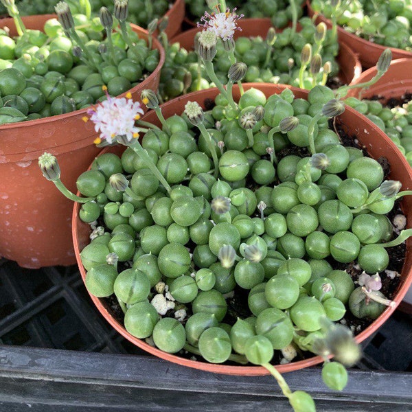 String of Pearls in 2", 4", 6" Pot- Senecio rowleyanus, live Succulent Plant,Trendy Plant, Unique Gift, Rare Live Plant