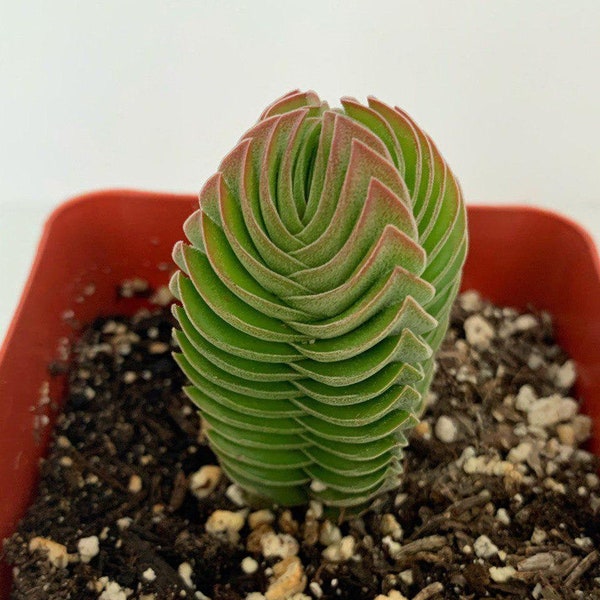 Crassula ‘Buddha’s temple’ Succulent in 4”Pot, Rare succulent, Exotic succulent, The Perfect gift