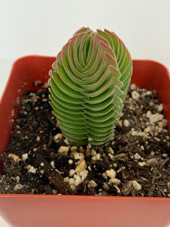Crassula Buddhas Temple Succulent In 4pot Rare Succulent Etsy Singapore