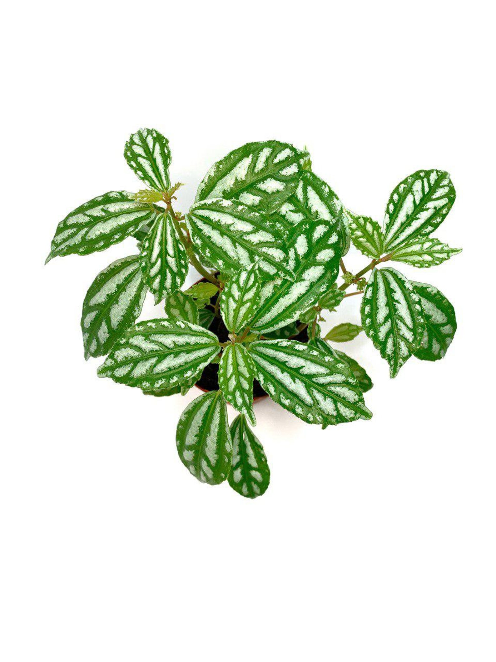 Pilea Cadierei Variegata in 4 Pot Aluminium Plant | Etsy