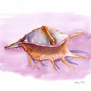 Sea shell Print, Watercolor Wall Art, Conch Shell Painting, Spider Conch 16x20 inches