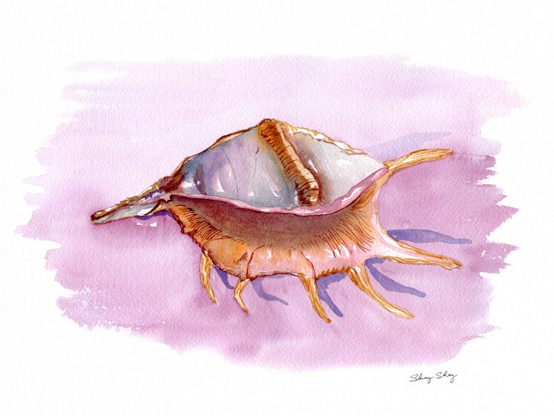 Sea shell Print, Watercolor Wall Art, Conch Shell Painting, Spider Conch 16x20 inches