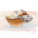 see more listings in the SEASHELLS section