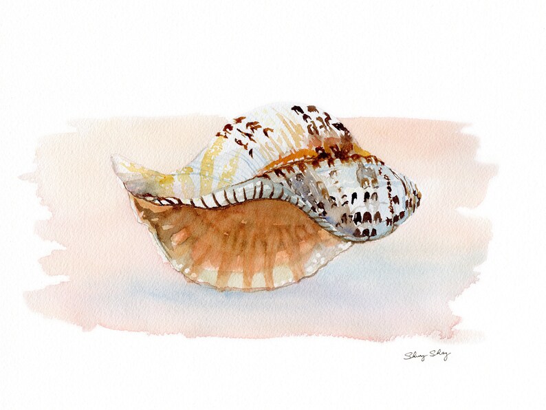Sea shell Print, Watercolor Wall Art, Conch Shell Painting, Spider Conch image 8