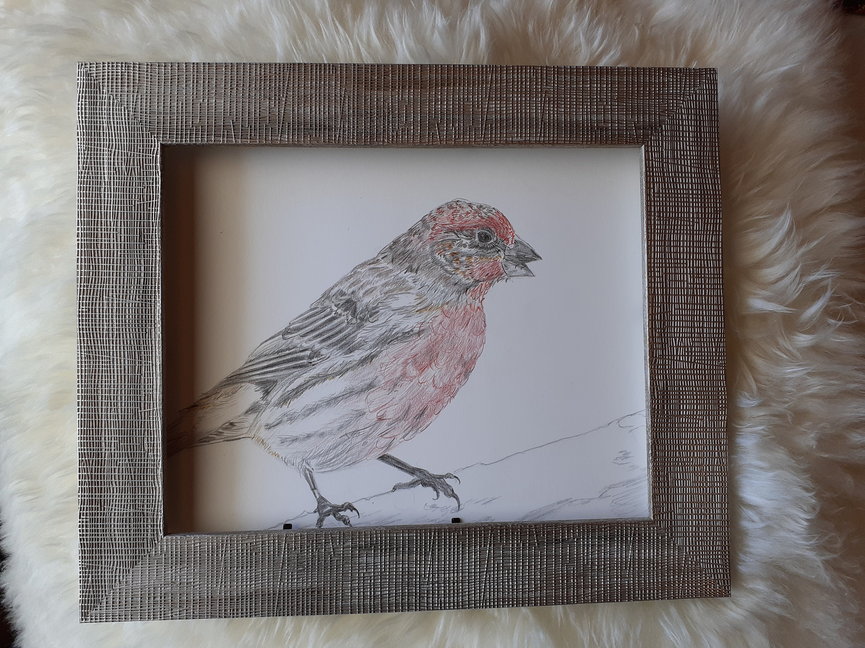 Dessin Encadré d'oiseau Coloré Pour Décoration Murale