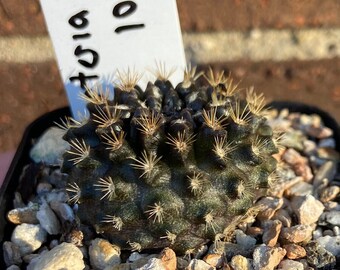 0772 Neoporteria scoparia, cactus - 2" pot