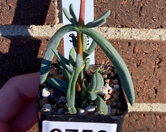 0750 Antimima sp., Helskloof, succulent - 2" pot