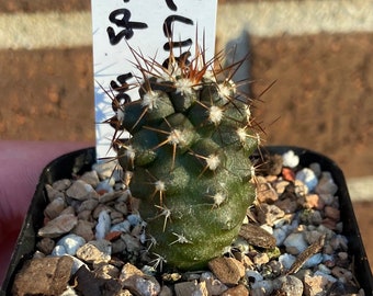 0767 Copiapoa baderi, Choros Bajos - cementerio Coquimbo, JN2177 - cactus - 2" pot