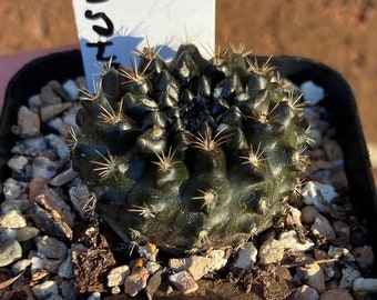 0773 Neoporteria scoparia, cactus - 2" pot