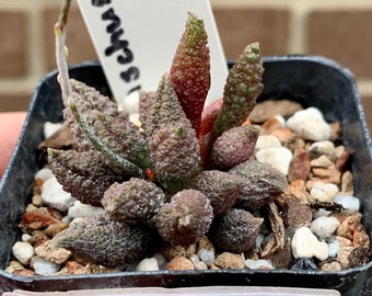 0431 Adromischus marianiae herrei, succulent - 2" pot