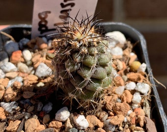 0815 Copiapoa corralensis, San Pedro, Atacama, 725m, JN 2190, cactus - 2" pot