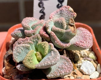 0918 Titanopsis calcarea, Hopetown, succulent - 2" pot