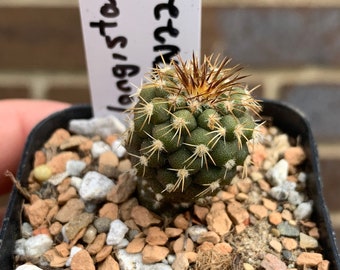 0290 Copiapoa dealbata, aeropuerto Gran Canyon Carrizal, Atacama, 53m, JN 2195, cactus - 2" pot