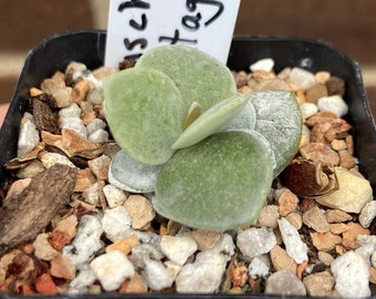 0565 Adromischus leucophyllus, Montagu, succulent - 2" pot