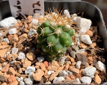 0853 Copiapoa pendulina, Punto Villa Seňor, Coquimbo, 80m, JN 2172, cactus - 2" pot