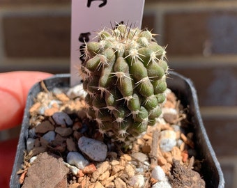 0869 Copiapoa calderana, ruta a El Morado, Atacama, 67 m, JN 2303 - cactus - 2" pot