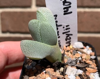 0245 Cheiridopsis vanzylii, BRI 25027, succulent - 2" pot