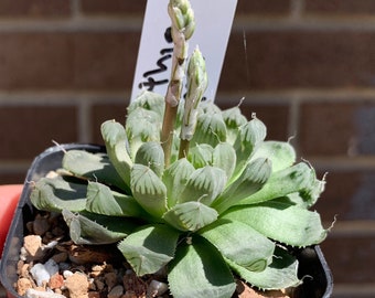 0958 Haworthia cooperi, succulent - 2" pot