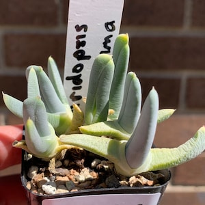 0011 Cheiridopsis candidissima, succulent - 2" pot