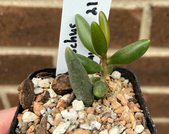 0516 Adromischus filicaulis, succulent - 2" pot