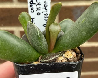 0550 Adromischus cooperi aff., 6 km SWS of Dysseldorp, succulent - 2" pot