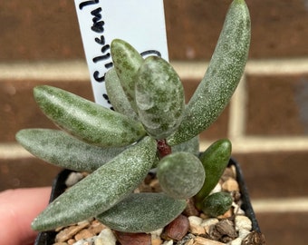 0525 Adromischus filicaulis, SW of Khubus, PVB 9880, succulent - 2" pot